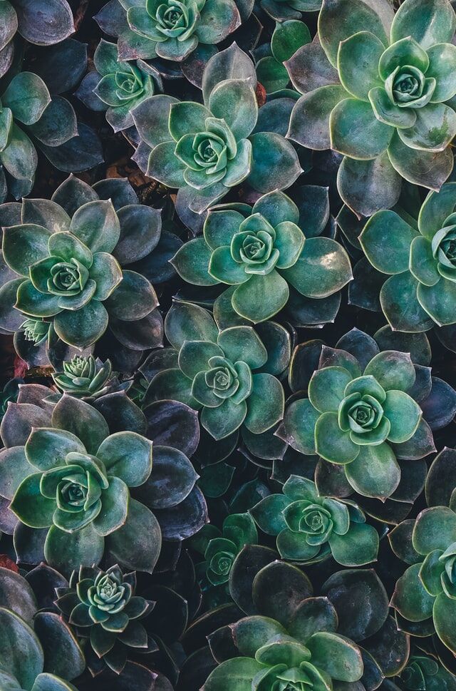 DIY Guide to Making a Living Wall